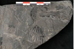 Foto (Detailansicht) von Nilssonia sp. (NHMW-GEO-2024-0188-11649)